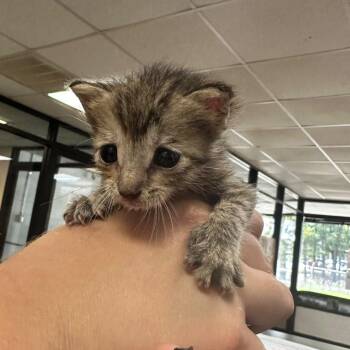 Cinderelly -  Extra Toes Cat Hemingway Polydactyl Cat for Adoption in Gadsden, Alabama - Cinderelly | PetCurious