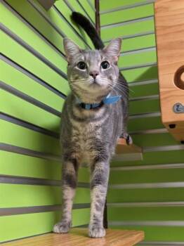 ERNIE -  Domestic Short Hair Cat for Adoption in St. Peters, Missouri - ERNIE | PetCurious