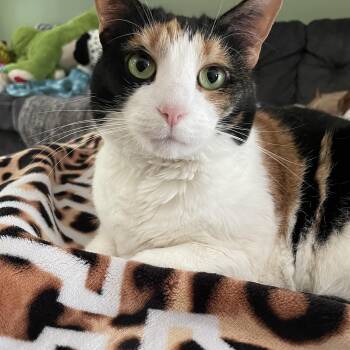 Sophie -  Domestic Short Hair Cat for Adoption in High View, West Virginia - Sophie | PetCurious