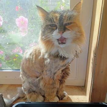Sasi -  Domestic Long Hair Cat for Adoption in Salt Lake City, Utah - Sasi | PetCurious