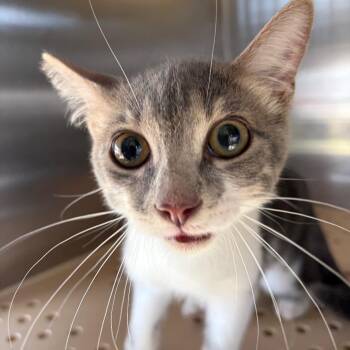 Flapjack -  Domestic Short Hair Cat for Adoption in Edinburg, Texas - Flapjack | PetCurious