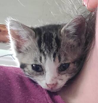 Goose -  Domestic Short Hair Cat for Adoption in Portland, Indiana - Goose | PetCurious