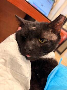 Community Clarice -  Domestic Short Hair Cat for Adoption in Cincinnati, Ohio - Community Clarice | PetCurious