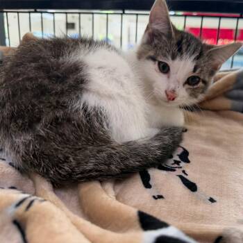 Billy -  Domestic Short Hair Cat for Adoption in Riverwoods, Illinois - Billy | PetCurious