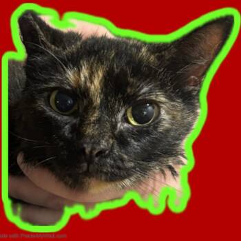 Tortoiseshell and Domestic Short Hair Cats Available for Adoption in Beaverton, Oregon - Gloria | PetCurious