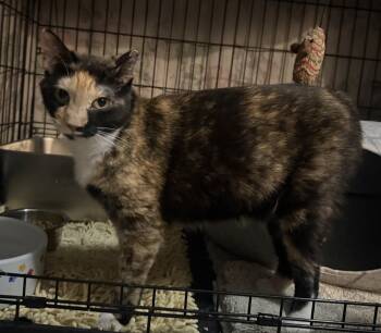 Molly Marmalade -  Calico Cat for Adoption in Chandler, Arizona - Molly Marmalade | PetCurious