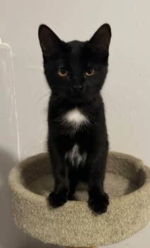 Ziggy -  Domestic Short Hair Cat for Adoption in Spencerville, Ontario - Ziggy | PetCurious
