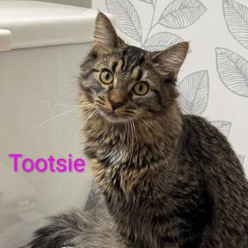 Maine Coon and Domestic Long Hair Cats Available for Adoption in Carmel, Indiana - Tootsie | PetCurious