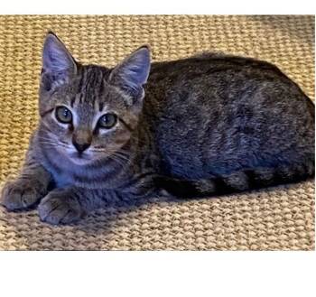 Jay -  Domestic Short Hair Cat for Adoption in Lafayette, Louisiana - Jay | PetCurious