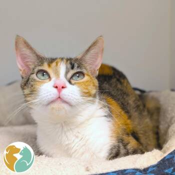Domestic Short Hair Cats Available for Adoption - Wren | PetCurious