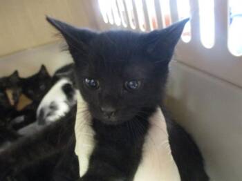 Domestic Short Hair Cats Available for Adoption in Ocala, Florida - ORION | PetCurious