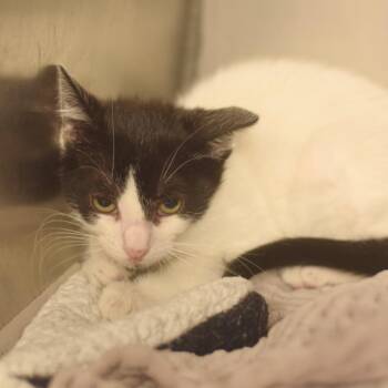 Gas-O-Leaka -  Domestic Short Hair Cat for Adoption in Belleville, Illinois - Gas-O-Leaka | PetCurious
