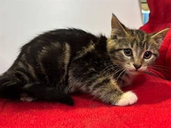 Domestic Short Hair Cats Available for Adoption in Sacramento, California - DEBBIE | PetCurious