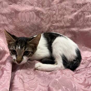 Oahu -  Domestic Short Hair Cat for Adoption in Brea, California - Oahu | PetCurious