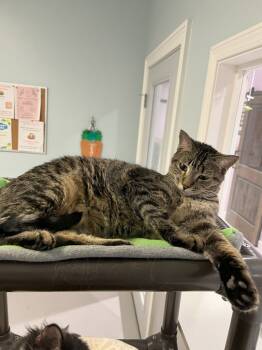 Rescue Domestic Short Hair Cats for Adoption in North Royalton, Ohio - Bunny | PetCurious