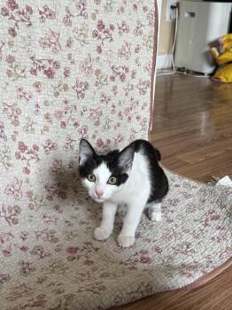 Fifi La Fume -  Domestic Short Hair Cat for Adoption in West Mifflin, Pennsylvania - Fifi La Fume | PetCurious