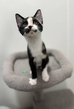 chloe -  Domestic Short Hair Cat for Adoption in Stratford, Ontario - Chloe | PetCurious