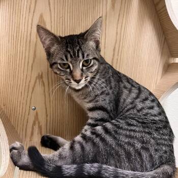 Dixon -  Domestic Short Hair Cat for Adoption in Las Vegas, Nevada - Dixon | PetCurious