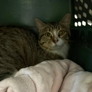 Domestic Short Hair Cats Available for Adoption in Dekalb, Illinois - Fader | PetCurious