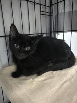 Dove fka Kitten 8 -  Domestic Short Hair Cat for Adoption in West Chester, Pennsylvania - Dove Fka Kitten 8 | PetCurious