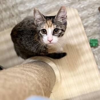 Lavigne (bonded to Avril) -  Domestic Short Hair Cat for Adoption in Austin, Texas - Lavigne (bonded To Avril) | PetCurious