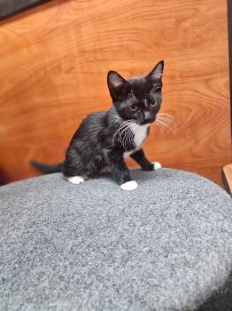 Oreo -  Domestic Short Hair Cat for Adoption in Social Circle, Georgia - Oreo | PetCurious