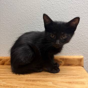 Salted Caramel -  Domestic Short Hair Cat for Adoption in Buellton, California - Salted Caramel | PetCurious