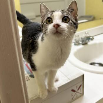 Domestic Short Hair Cats Available for Adoption - Ophelia | PetCurious