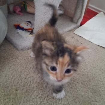 Domestic Short Hair Cats Available for Adoption in San Antonio, Texas - Calypso | PetCurious