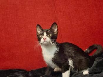 Nyx -  Domestic Short Hair Cat for Adoption in North Babylon, New York - Nyx | PetCurious