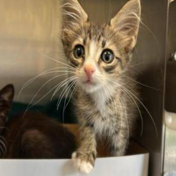 Nugget -  Domestic Short Hair Cat for Adoption in Jupiter, Florida - Nugget | PetCurious
