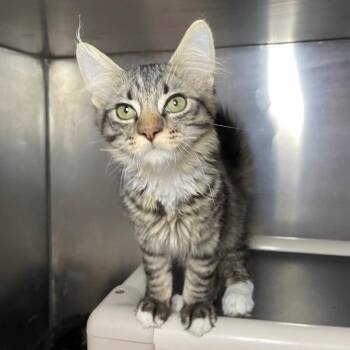 Goldfish -  Domestic Long Hair Cat for Adoption in Roanoke, Virginia - Goldfish | PetCurious