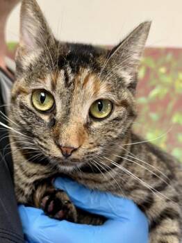 Domestic Short Hair Cats Available for Adoption in San Antonio, Texas - Heffalump | PetCurious