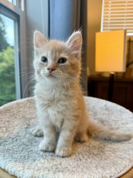 Graham Cracker -  Domestic Medium Hair Cat for Adoption in New Berlin, Wisconsin - Graham Cracker | PetCurious