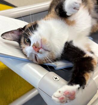 Night Vision -  Domestic Short Hair Cat for Adoption in Morristown, New Jersey - Night Vision | PetCurious