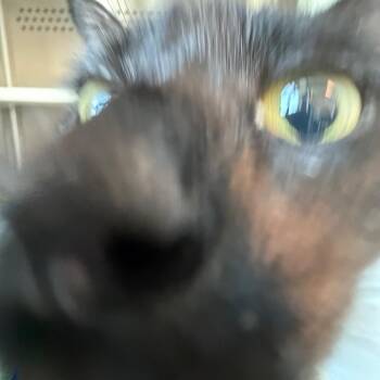 Mother Earth -  Domestic Short Hair Cat for Adoption in Norman, Oklahoma - Mother Earth | PetCurious