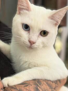 Lola -  Turkish Angora Cat for Adoption in San Diego, California - Lola | PetCurious