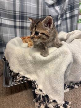 Bennie -  Domestic Short Hair Cat for Adoption in Algona, Iowa - Bennie | PetCurious