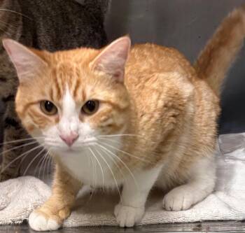 Fern -  Domestic Short Hair Cat for Adoption in Little Rock, Arkansas - Fern | PetCurious