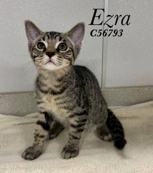 Ezra -  Domestic Short Hair Cat for Adoption in Clarksville, Tennessee - Ezra | PetCurious