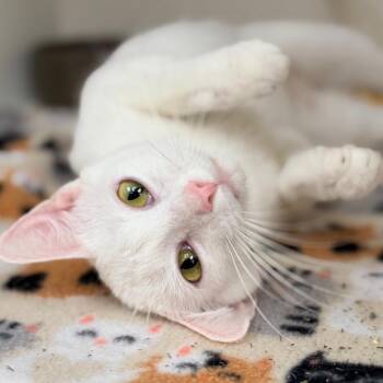 Domestic Short Hair Cats Available for Adoption - Snow White | PetCurious