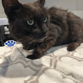 IVHS-Stray-140399 -  Domestic Short Hair Cat for Adoption in San Gabriel, California - IVHS-Stray-140399 | PetCurious