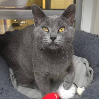 Domestic Short Hair Cats Available for Adoption in Marshfield, Wisconsin - Spill | PetCurious