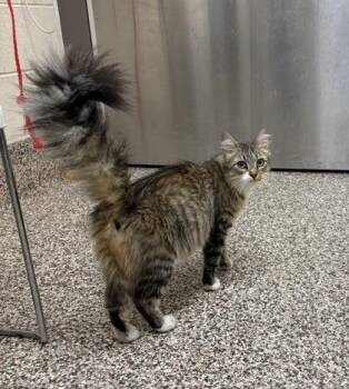 Khloe -  Domestic Short Hair Cat for Adoption in Westland, Michigan - Khloe | PetCurious