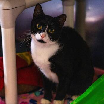 Lilac (bonded with Sleepy) -  Domestic Short Hair Cat for Adoption in Wilmington, Delaware - Lilac (bonded With Sleepy) | PetCurious