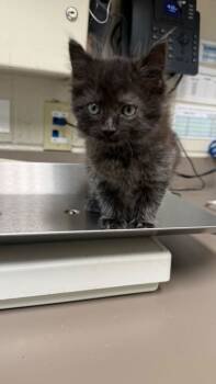 Rescue Domestic Medium Hair and Domestic Short Hair Cats for Adoption in Gray, Louisiana - Nifty | PetCurious