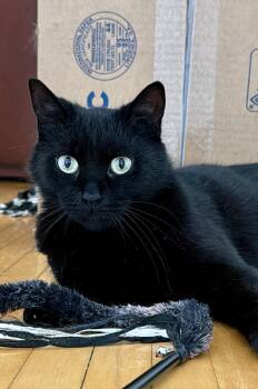 Domestic Short Hair Cats Available for Adoption in Louisville, Kentucky - Poppy | PetCurious