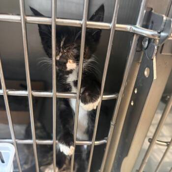 Eeny -  Domestic Short Hair Cat for Adoption in Garfield, Arkansas - Eeny | PetCurious