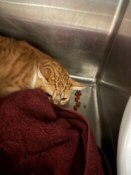 Rescue Domestic Short Hair Cats for Adoption in Rancho Cucamonga, California - PANA | PetCurious