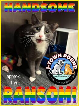 Ransom -  Domestic Short Hair Cat for Adoption in Jefferson, New Jersey - Ransom | PetCurious